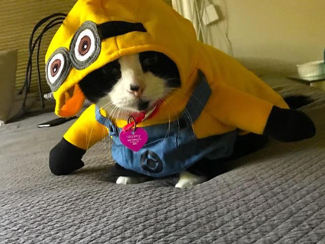Minions Minions